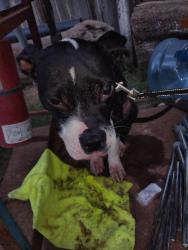 Found/Stray Male Dog last seen Roberts Ln, Bakersfield, CA 93308