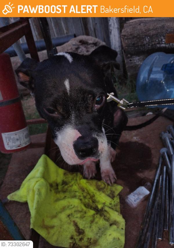 Found/Stray Male Dog last seen Roberts Ln, Bakersfield, CA 93308