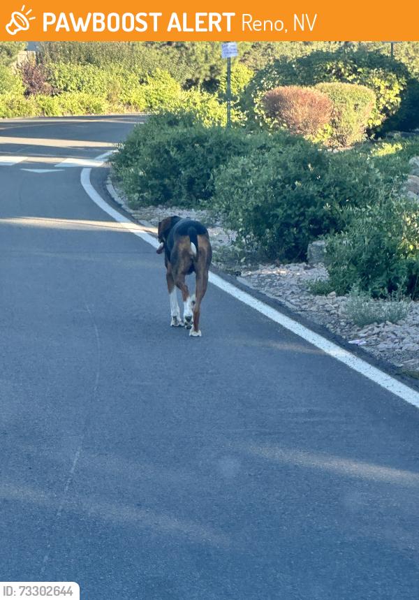 Found/Stray Unknown Dog last seen Charismatic Drive & Ruffian Court, Reno, NV 89521