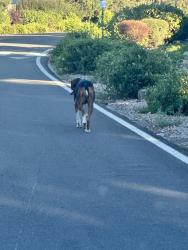 Found/Stray Unknown Dog last seen Charismatic Drive & Ruffian Court, Reno, NV 89521