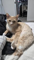 Lost Male Cat last seen Near St NW Edmonton AB, Edmonton, AB 