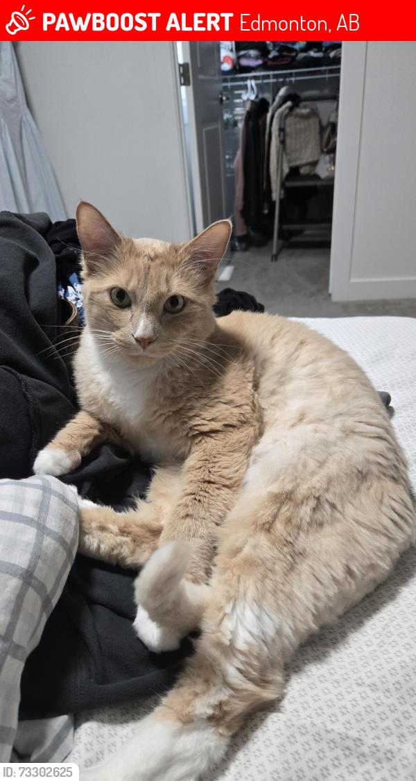 Lost Male Cat last seen Near St NW Edmonton AB, Edmonton, AB 
