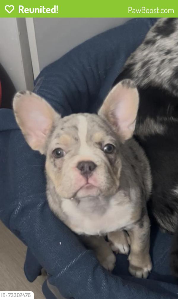 Reunited Female Dog last seen Near Palm street, Las Vegas, NV 89104