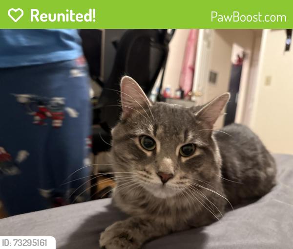 Reunited Male Cat last seen Near South 19th St, San Jose, CA 95116