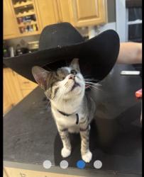 Reunited Male Cat last seen Elliot Ave Lake Grove, Lake Grove, NY 11755