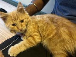 Reunited Female Cat last seen Near Range road 235 leduc county, Rolly View, AB T4X 0M2