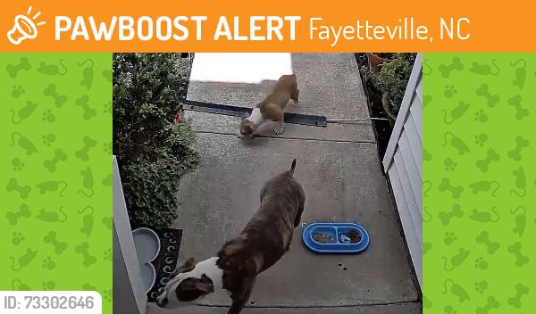 Found/Stray Unknown Dog last seen Mingary and Gray Goose, Fayetteville, NC 28306