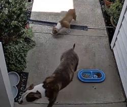 Found/Stray Unknown Dog last seen Mingary and Gray Goose, Fayetteville, NC 28306
