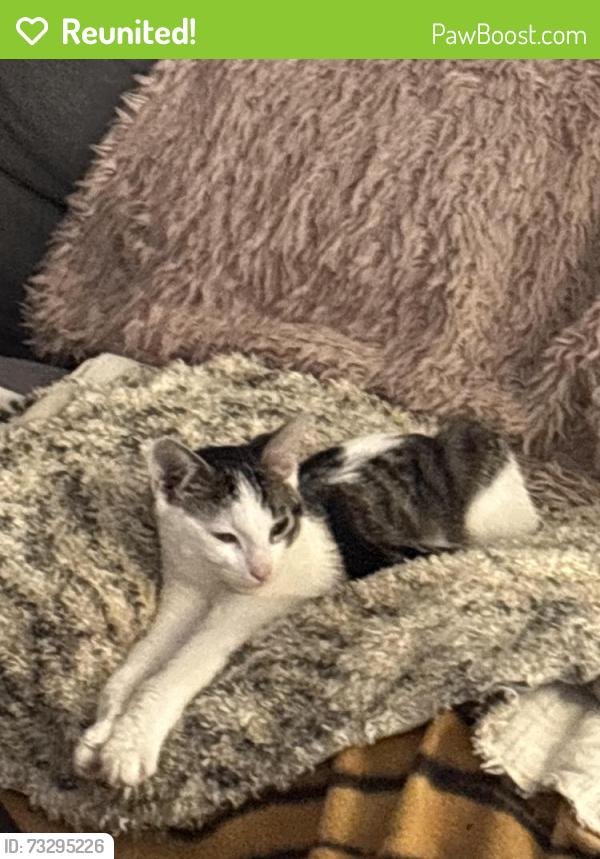 Reunited Male Cat last seen Creekwood drive, Craigieburn, VIC 3064