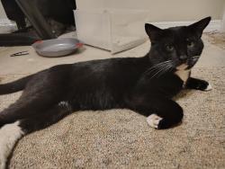 Reunited Male Cat last seen Deltona blvd and Rutland drive, Citrus Springs, FL 34434