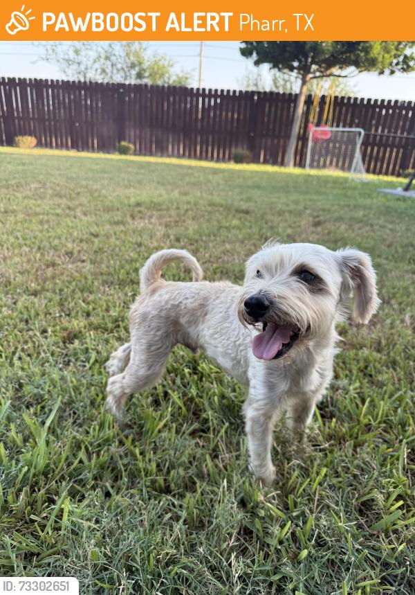 Found/Stray Male Dog last seen Nolana and sugar, Pharr, TX 78577