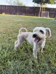 Found/Stray Male Dog last seen Nolana and sugar, Pharr, TX 78577