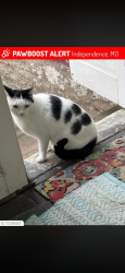 Found/Stray Male Cat last seen Leesummit rd, Independence, MO 64050