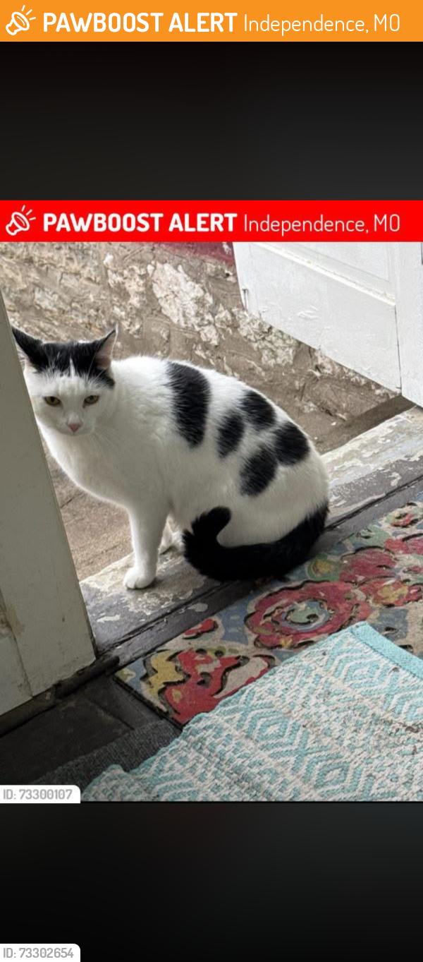 Found/Stray Male Cat last seen Leesummit rd, Independence, MO 64050