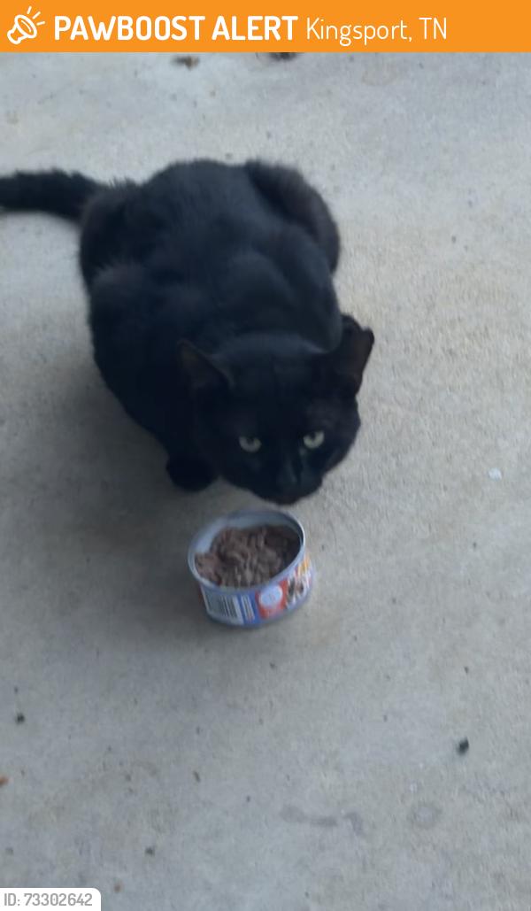 Found/Stray Male Cat last seen Lemay Dr, Kingsport, Kingsport, TN 37664
