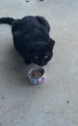 Found/Stray Male Cat last seen Lemay Dr, Kingsport, Kingsport, TN 37664