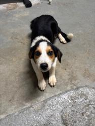 Found/Stray Female Dog last seen Old Byram Rd, Jackson, MS 39272