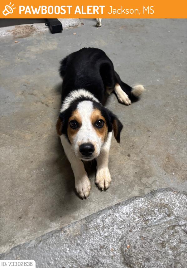 Found/Stray Female Dog last seen Old Byram Rd, Jackson, MS 39272