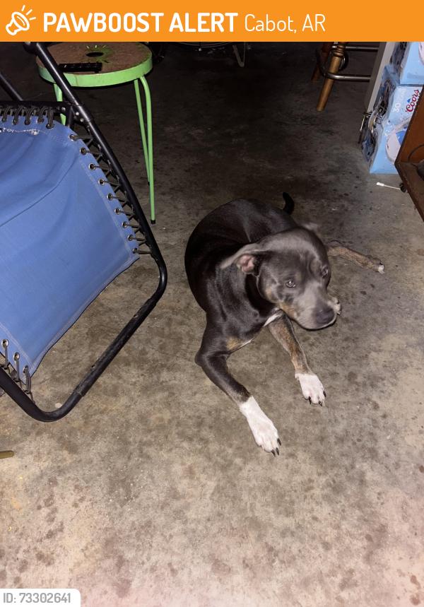 Found/Stray Male Dog last seen Not far from 1st curve on Mt. Tabor Road., Cabot, AR 72023