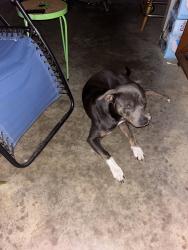 Found/Stray Male Dog last seen Not far from 1st curve on Mt. Tabor Road., Cabot, AR 72023