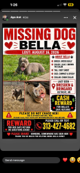 Lost Female Dog last seen 8 mile & Bringard, Detroit, MI 48205
