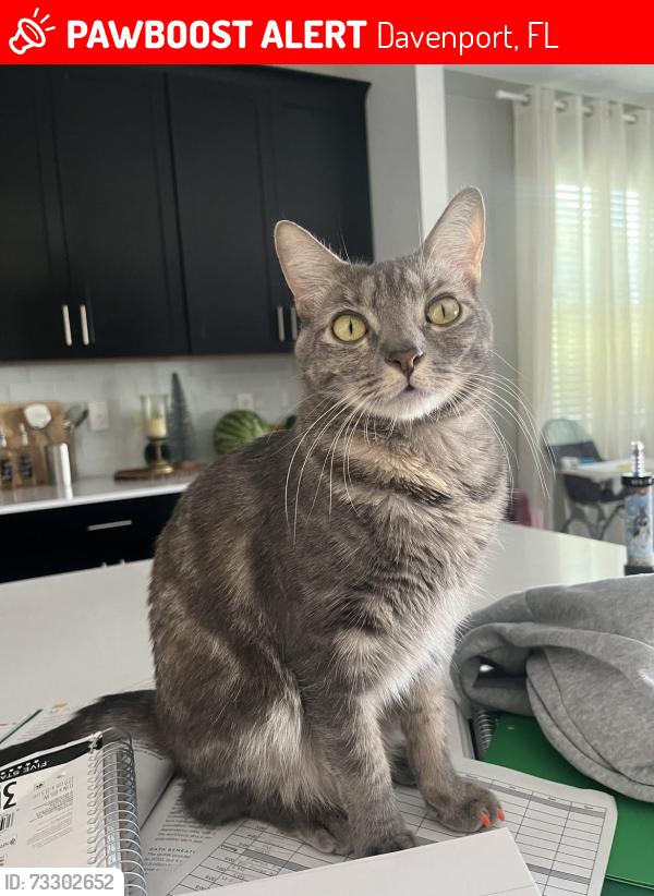 Lost Female Cat last seen Near Leopard Crk, Davenport, FL 33896