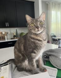 Lost Female Cat last seen Near Leopard Crk, Davenport, FL 33896