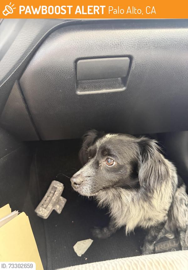 Found/Stray Unknown Dog last seen Addison, Palo Alto, CA 94301