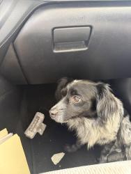 Found/Stray Unknown Dog last seen Addison, Palo Alto, CA 94301
