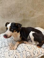 Reunited Male Dog last seen Sheridan St & US-441, Hollywood, FL 33021, USA, Hollywood, FL 33021