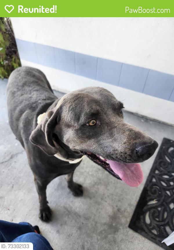 Reunited Female Dog last seen Spencer and Canterbury, Las Vegas, NV 89119