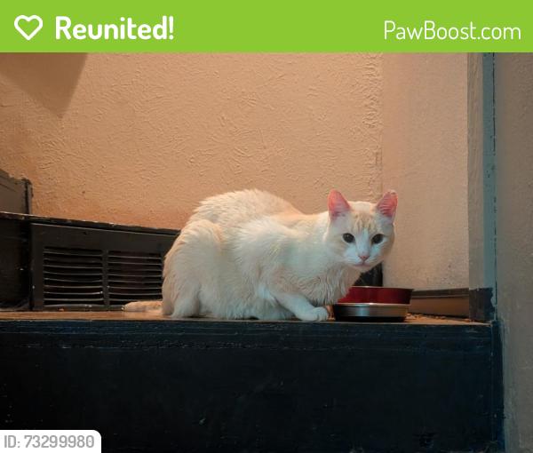 Reunited Male Cat last seen Near Kenwood Terrace, Arlington, TX 76013, USA, Arlington, TX 76013