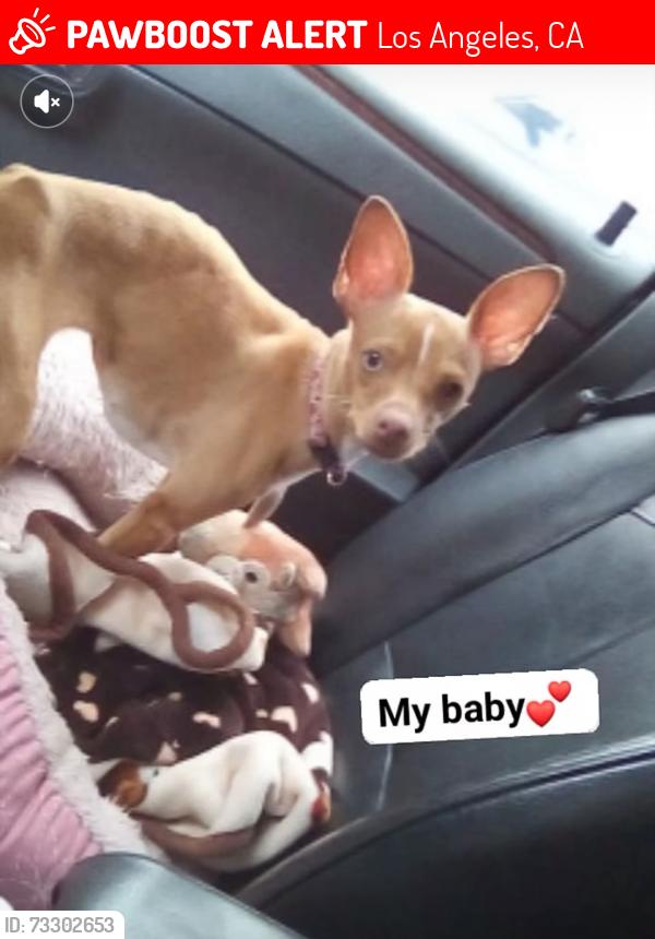Lost Female Dog last seen Mormon Canyon, Mason street, Los Angeles, CA 91326