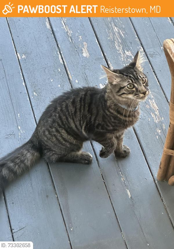 Found/Stray Unknown Cat last seen Wolf ave and Westminster pike, Reisterstown, MD 21136