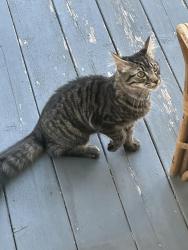 Found/Stray Unknown Cat last seen Wolf ave and Westminster pike, Reisterstown, MD 21136