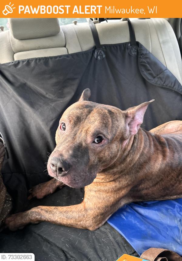 Found/Stray Male Dog last seen Near Lindsay park and north Marion st, Milwaukee, WI 53222