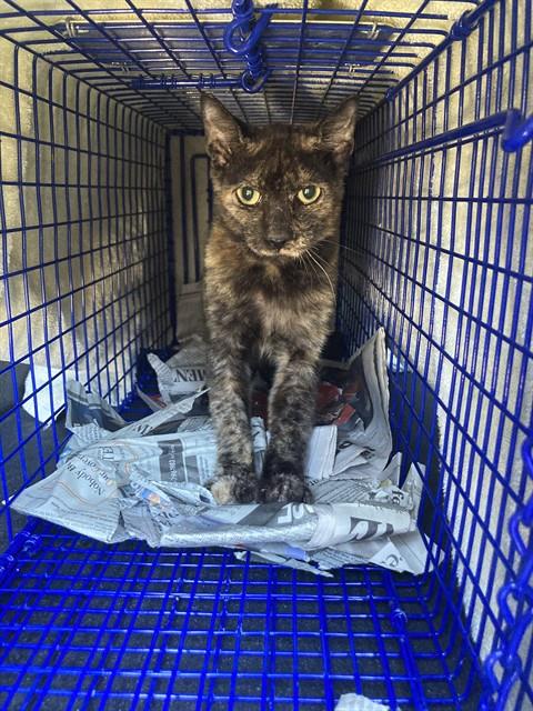 Shelter Stray Female Cat last seen Near BLK W 25TH ST. LONG BEACH CA 90810, 7700 E Spring St, Long Beach, CA 90815, USA