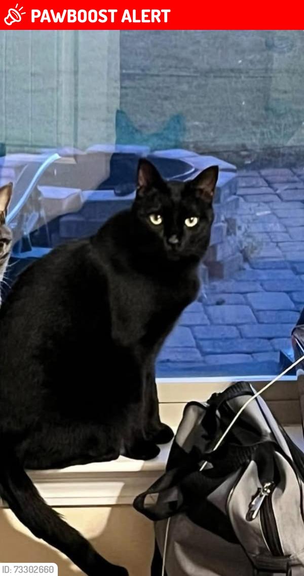 Lost Male Cat last seen Driftwood ests, Santa Rosa Beach, FL 32459