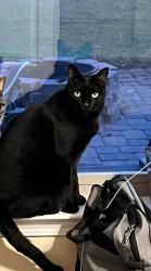 Lost Male Cat last seen Driftwood ests, Santa Rosa Beach, FL 32459