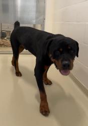 Shelter Stray Male Dog last seen MOTEL 6 NORTH, 1950 Stevenson Blvd, Fremont, CA 94538, USA