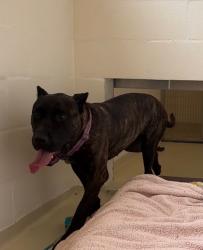 Shelter Stray Female Dog last seen MOTEL 6 NORTH, 1950 Stevenson Blvd, Fremont, CA 94538, USA