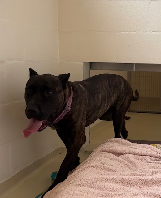 Shelter Stray Female Dog last seen MOTEL 6 NORTH, 1950 Stevenson Blvd, Fremont, CA 94538, USA