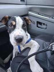 Lost Male Dog last seen Poinsettia, Dallas, TX 75211