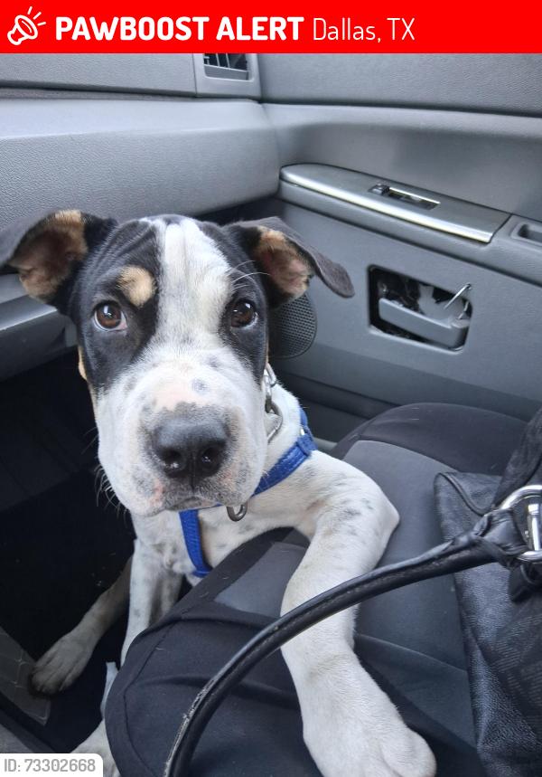 Lost Male Dog last seen Poinsettia, Dallas, TX 75211