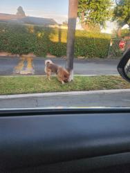 Found/Stray Male Dog last seen Continental Mobile home park, Santa Ana, CA 92703