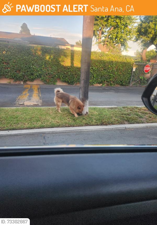 Found/Stray Male Dog last seen Continental Mobile home park, Santa Ana, CA 92703