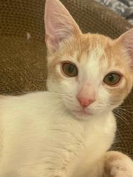 Reunited Female Cat last seen Near N Valencia St, Alhambra, CA 91801, USA, Alhambra, CA 91801
