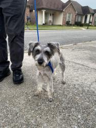 Reunited Unknown Dog last seen Ambassador caffery and kaliste saloom, Lafayette, LA 70508