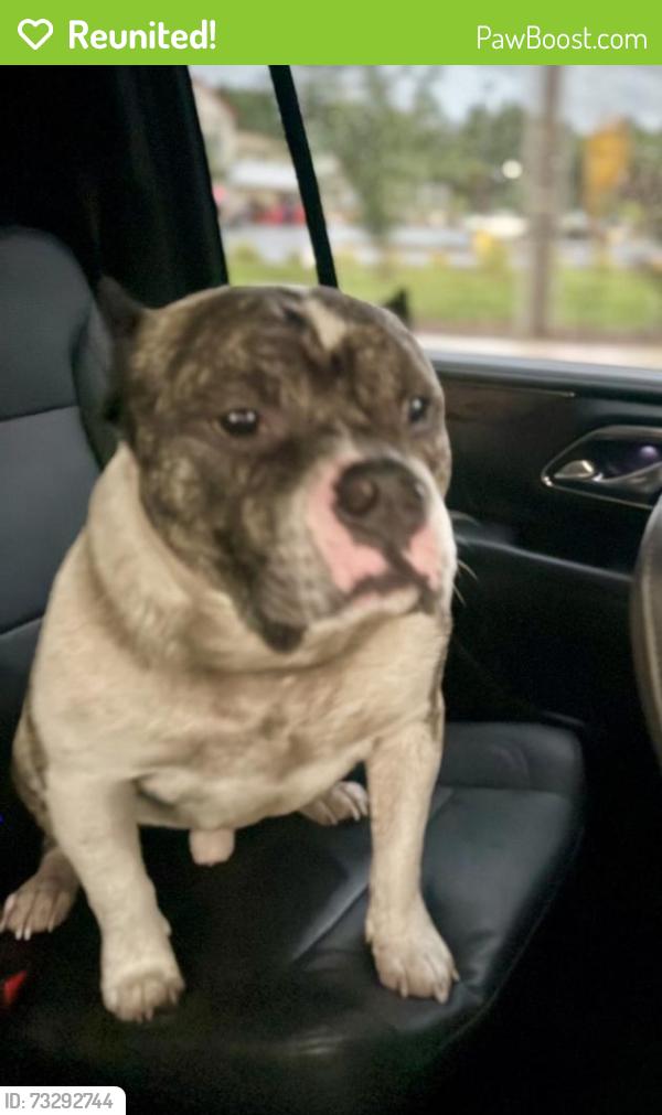 Reunited Male Dog last seen Sheetz, Starbucks, traveling east to west along I-40/85; intact male; no chip or collar; well cared for and very friendly, Mebane, NC 27302