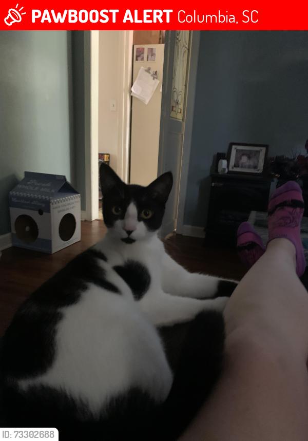 Lost Male Cat last seen Fairmont Dr, Leitner rd, Columbia, SC 29209